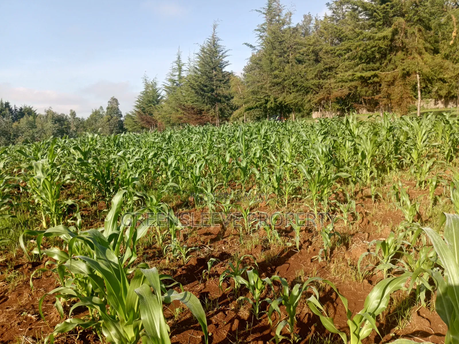 Land For Sale