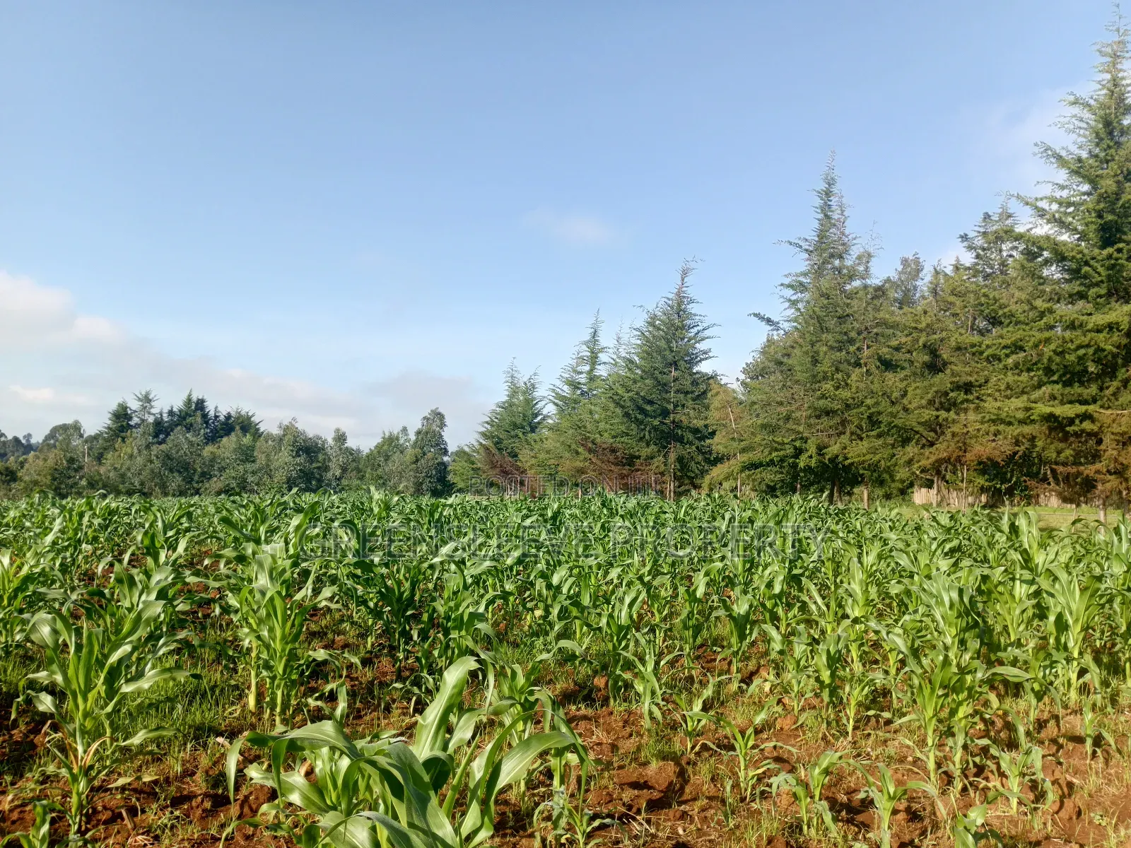 Land For Sale