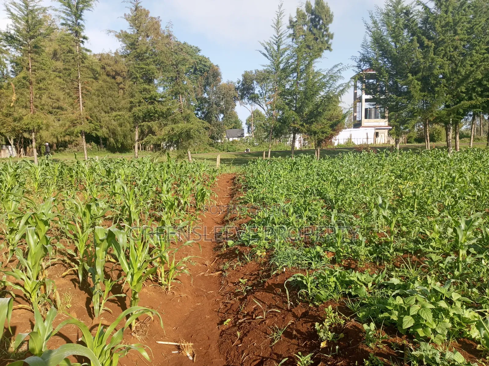 Land For Sale