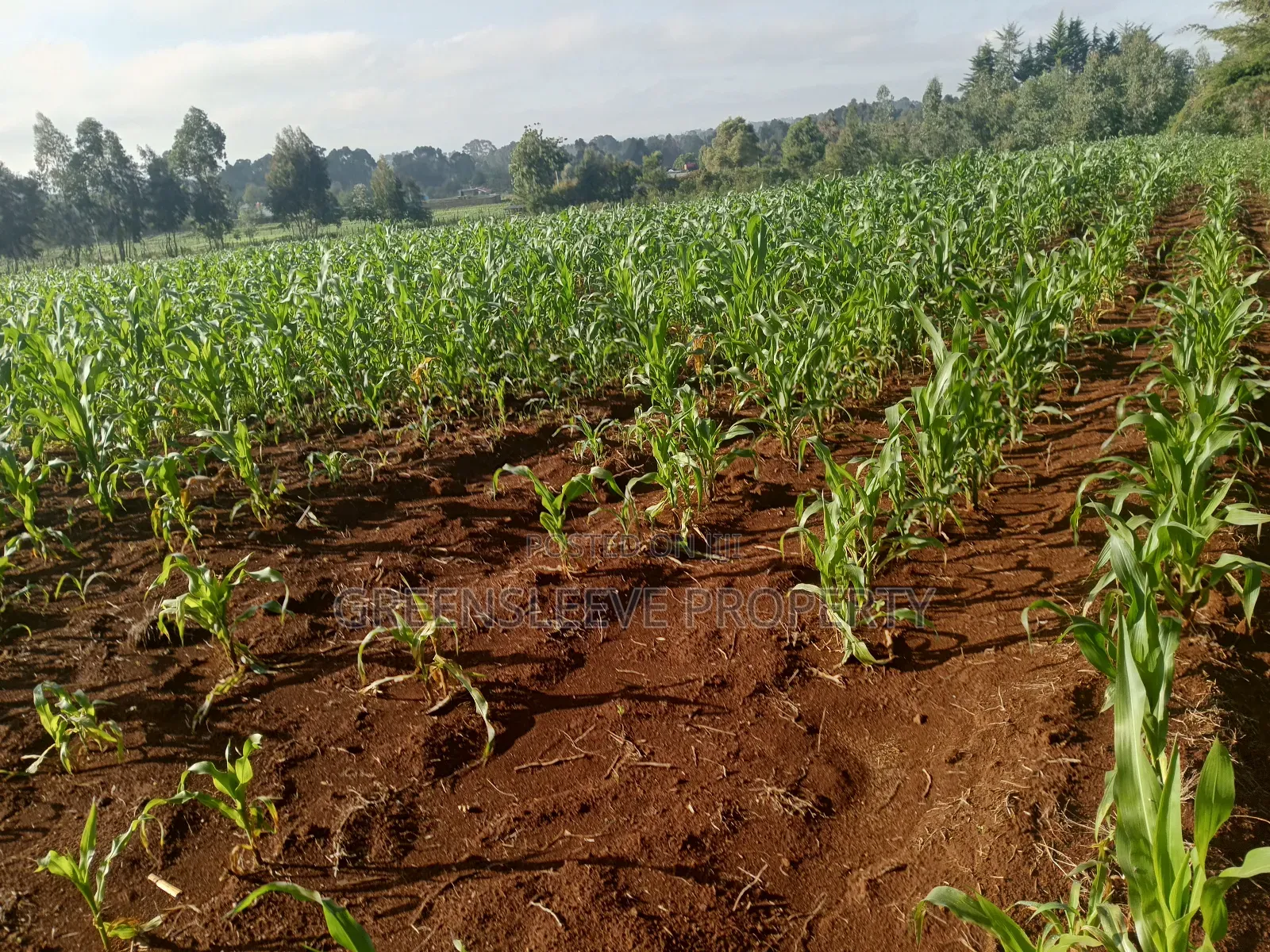 Land For Sale