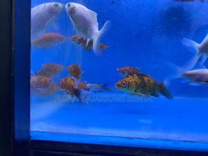 Bright Beautiful Mixed Goldfish for Sale - thumbnail 2