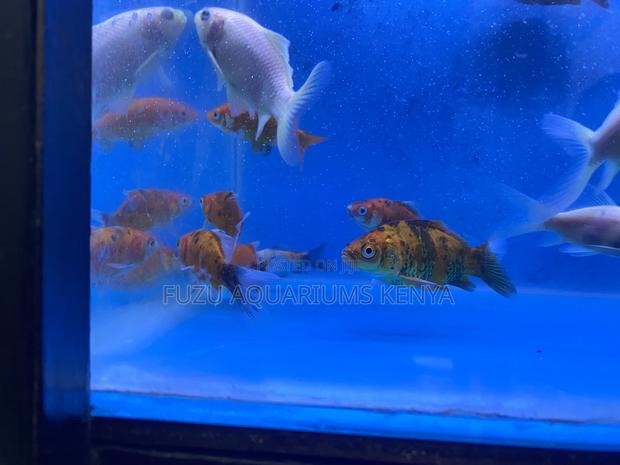 Bright Beautiful Mixed Goldfish for Sale - main view