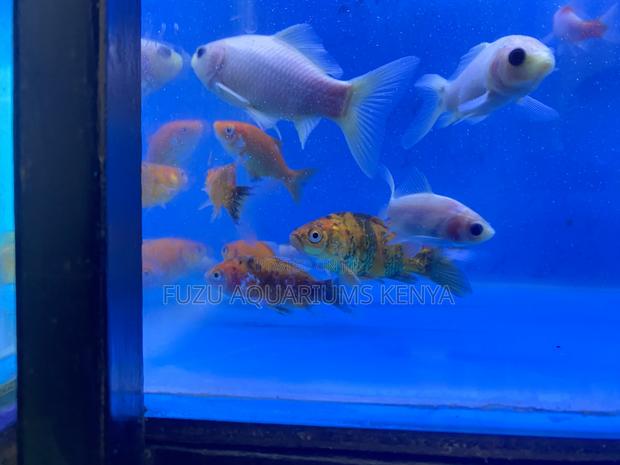 Healthy Mixed Species Goldfish – Add Life to Your Tank