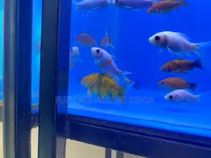 Graceful Goldfish Mix – A Splash of Color in Water