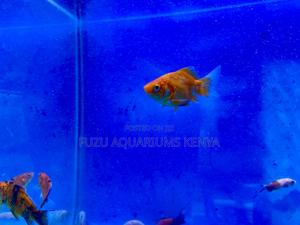 Fancy Goldfish – Great for Beginners Pros - thumbnail 2