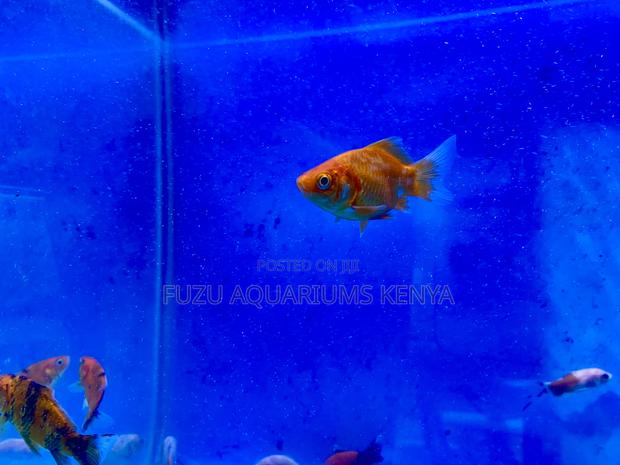 Fancy Goldfish – Great for Beginners Pros - main view