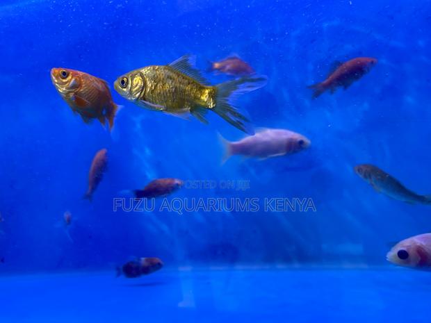Live Mixed Goldfish – Vibrant Active Swimmers - main view