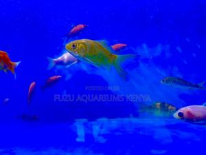 Ornamental Mixed Goldfish – Eye-Catching Aquarium Stars - thumbnail 2