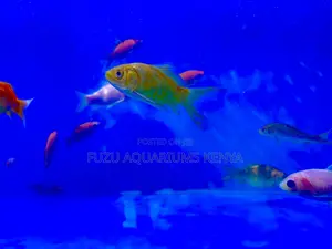 Ornamental Mixed Goldfish – Eye-Catching Aquarium Stars