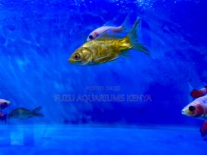 Top-Quality Mixed Goldfish – Great Variety Size - thumbnail 2