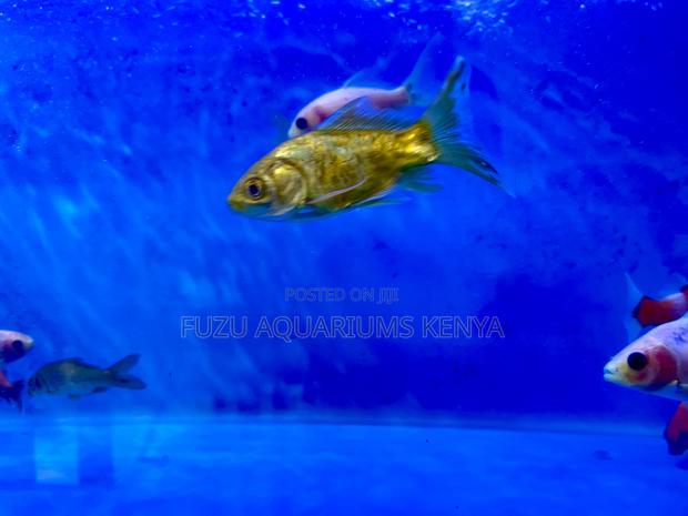 Top-Quality Mixed Goldfish – Great Variety Size - main view