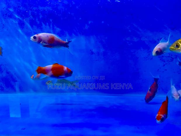 Peaceful Mixed Goldfish – Ideal for Home Aquariums