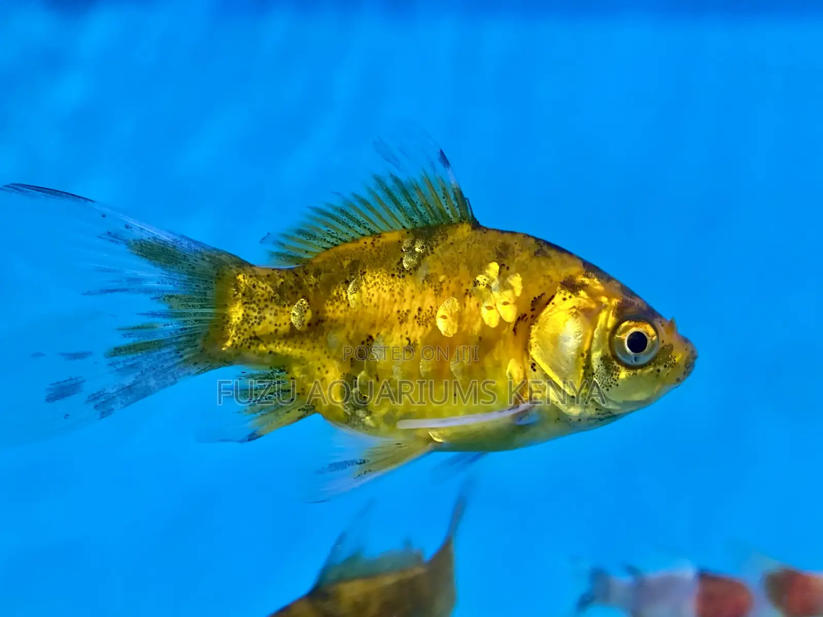 Vibrant Mixed Goldfish for Home Aquariums