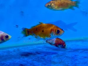 Graceful Goldfish in Stunning Colors - thumbnail 2