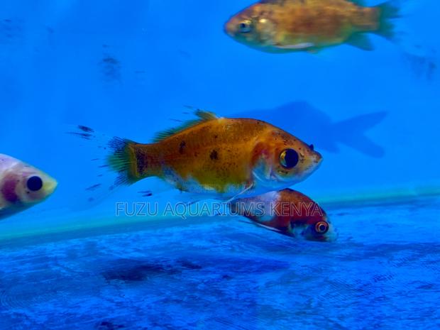 Graceful Goldfish in Stunning Colors - main view