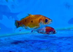 Healthy Mixed Goldfish – Beginner Friendly - thumbnail 2