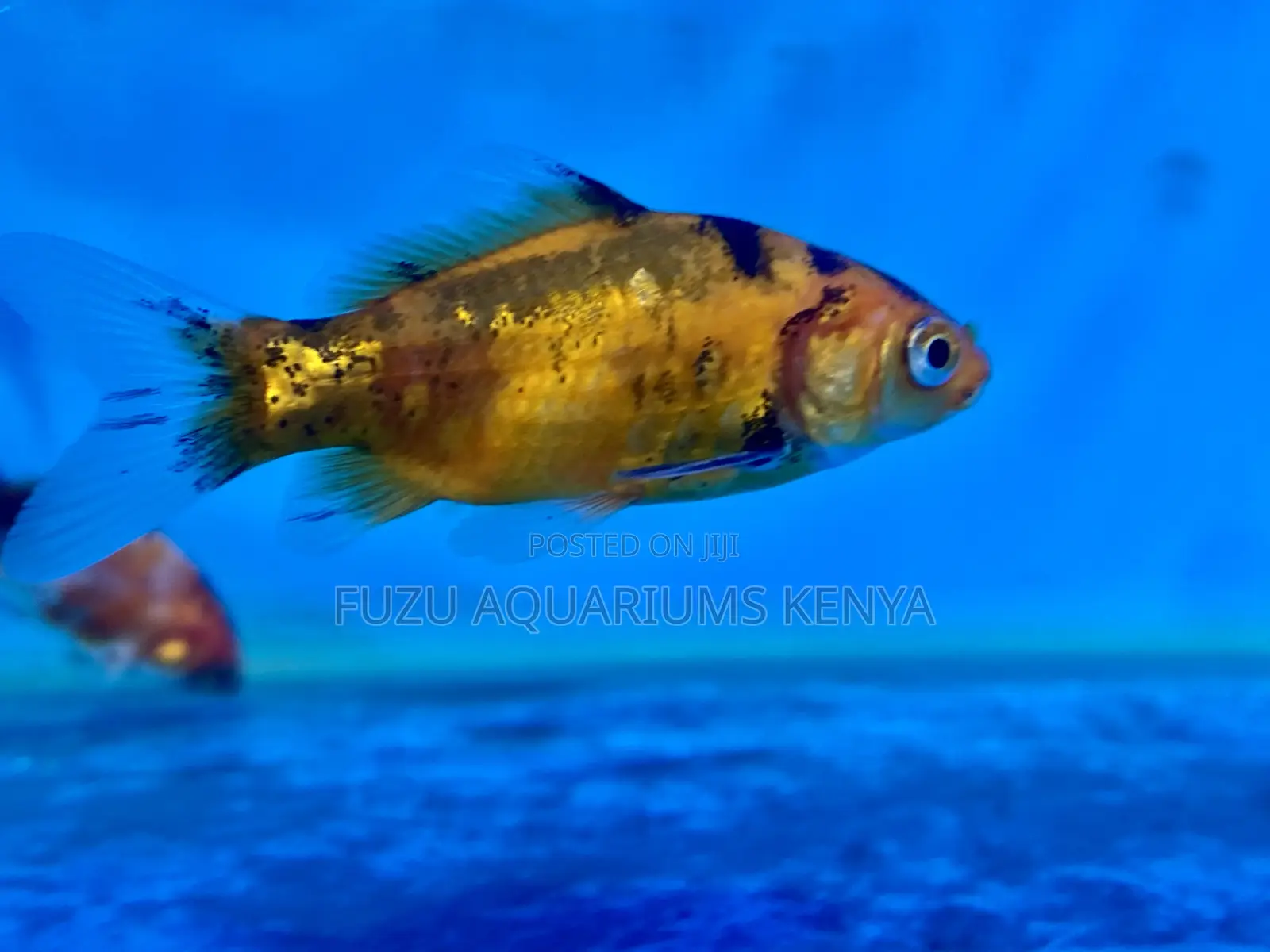 Fancy Mixed Goldfish for Sale – Limited Stock
