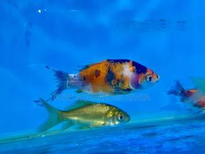 Goldfish Variety Pack – Color Character - thumbnail 2