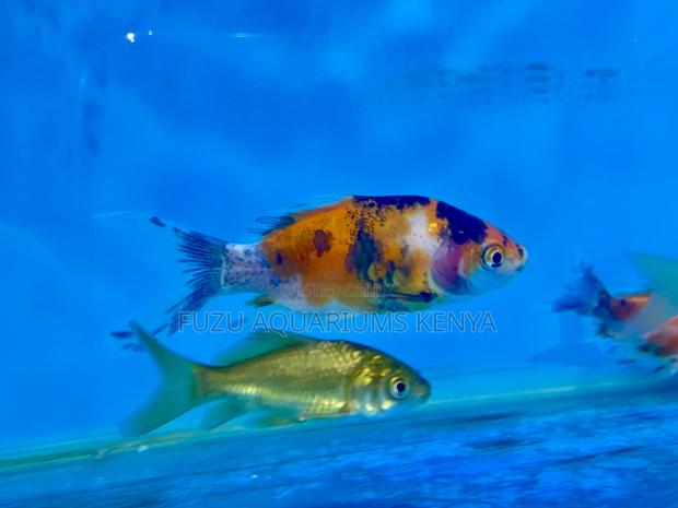 Goldfish Variety Pack – Color Character - main view