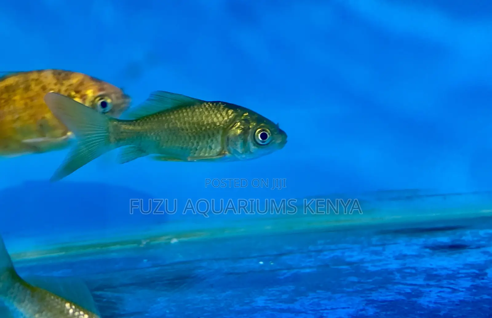 Eye-Catching Goldfish for Your Aquarium