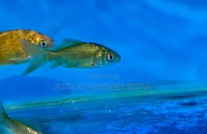 Eye-Catching Goldfish for Your Aquarium - thumbnail 2