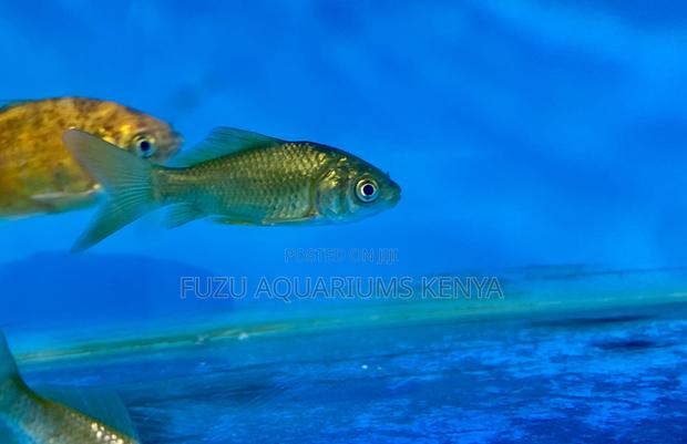 Eye-Catching Goldfish for Your Aquarium - main view