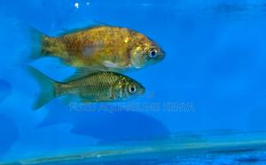 Ornamental Mixed Goldfish – Peaceful Playful - thumbnail 2