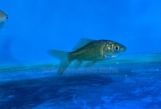 Top Quality Mixed Goldfish – Ready to Swim - main view