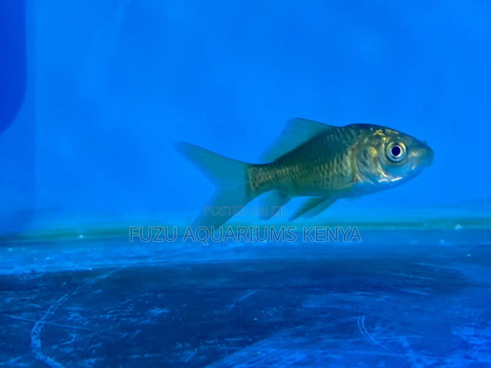 Live Goldfish Mix – Easy to Care For