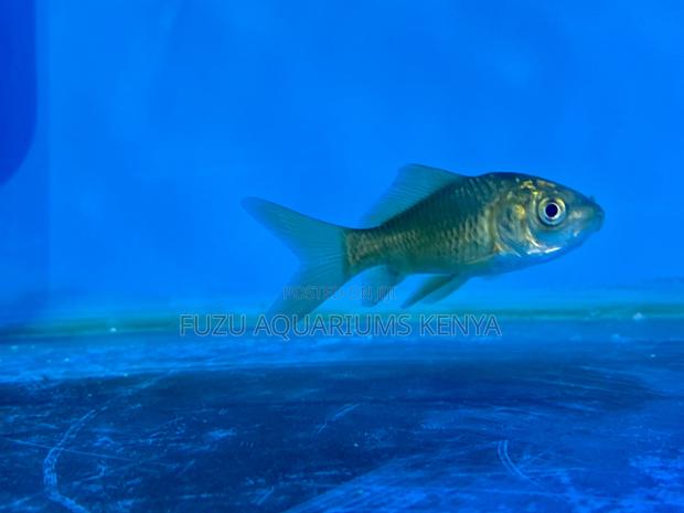Live Goldfish Mix – Easy to Care For