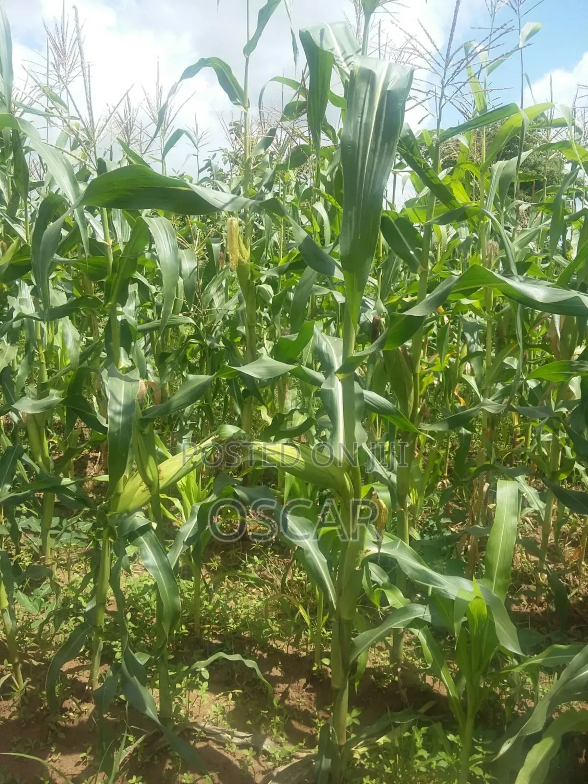 Plot 50 X 100 Majengo Kitui Town