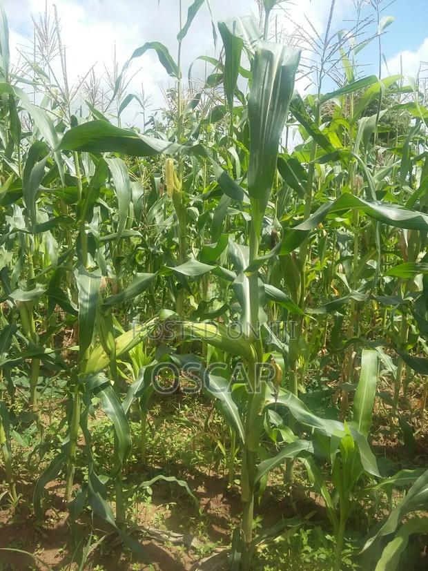 Plot 50 X 100 Majengo Kitui Town - main view