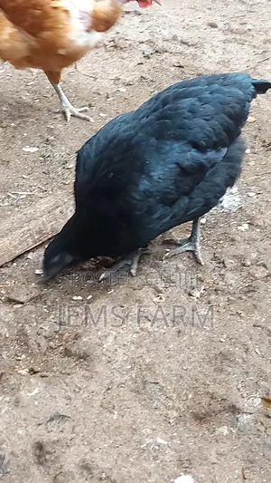 Point of Lay Mature Black Australop Chicken Cocks and Hens