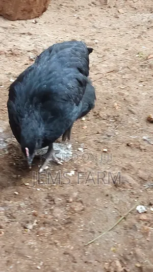 Point of Lay Mature Black Australop Chicken Cocks and Hens