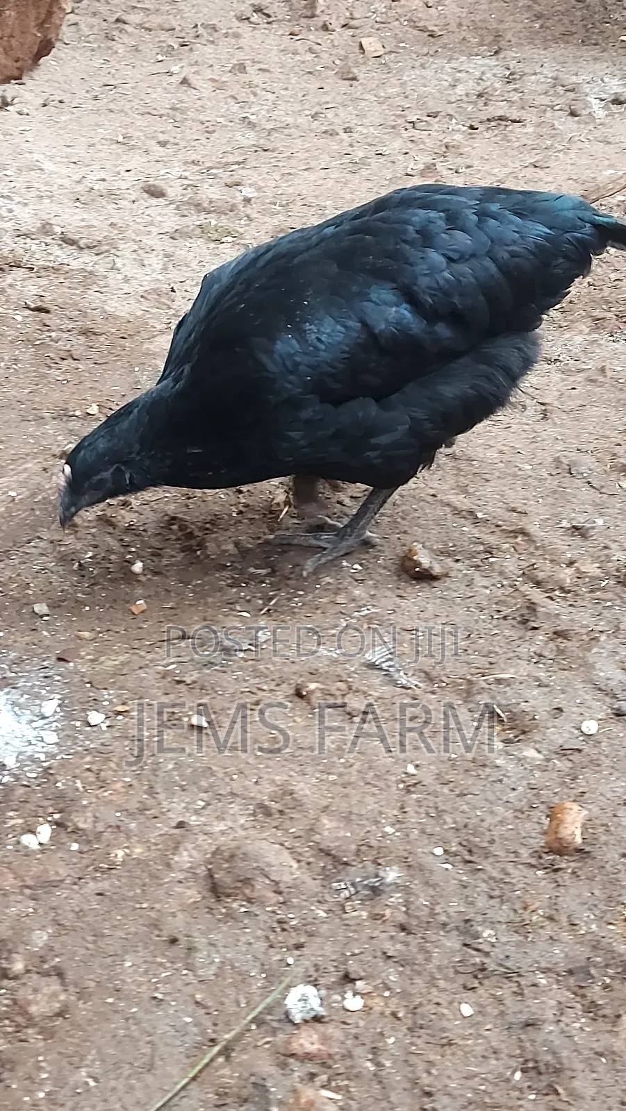 Point of Lay Mature Black Australop Chicken Cocks and Hens