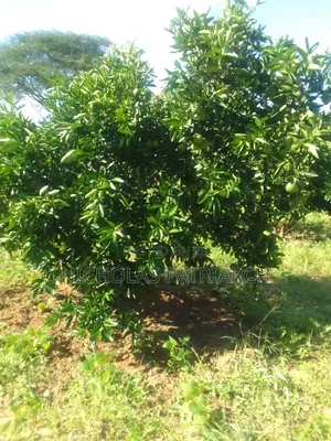 14 Acres Mwala-Musaalani Per Acre