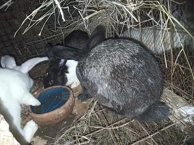 Rabbit Farming - thumbnail 18