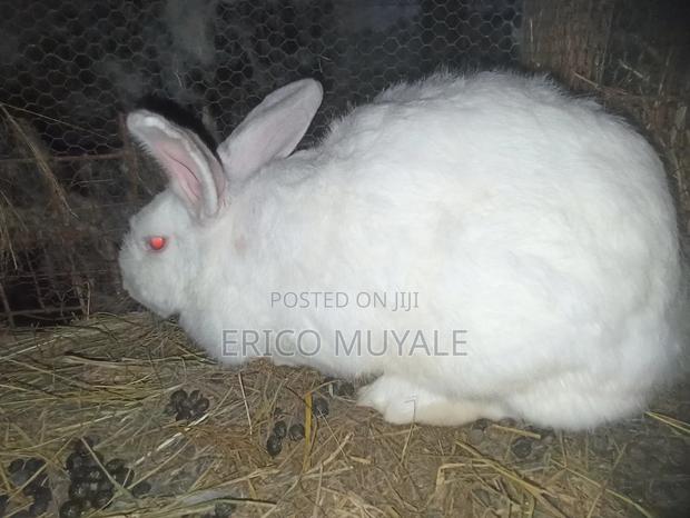 Rabbit Farming - thumbnail 19