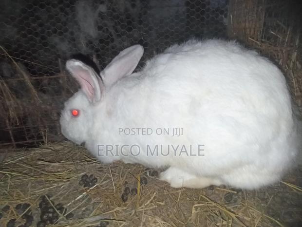 Rabbit Farming - thumbnail 20