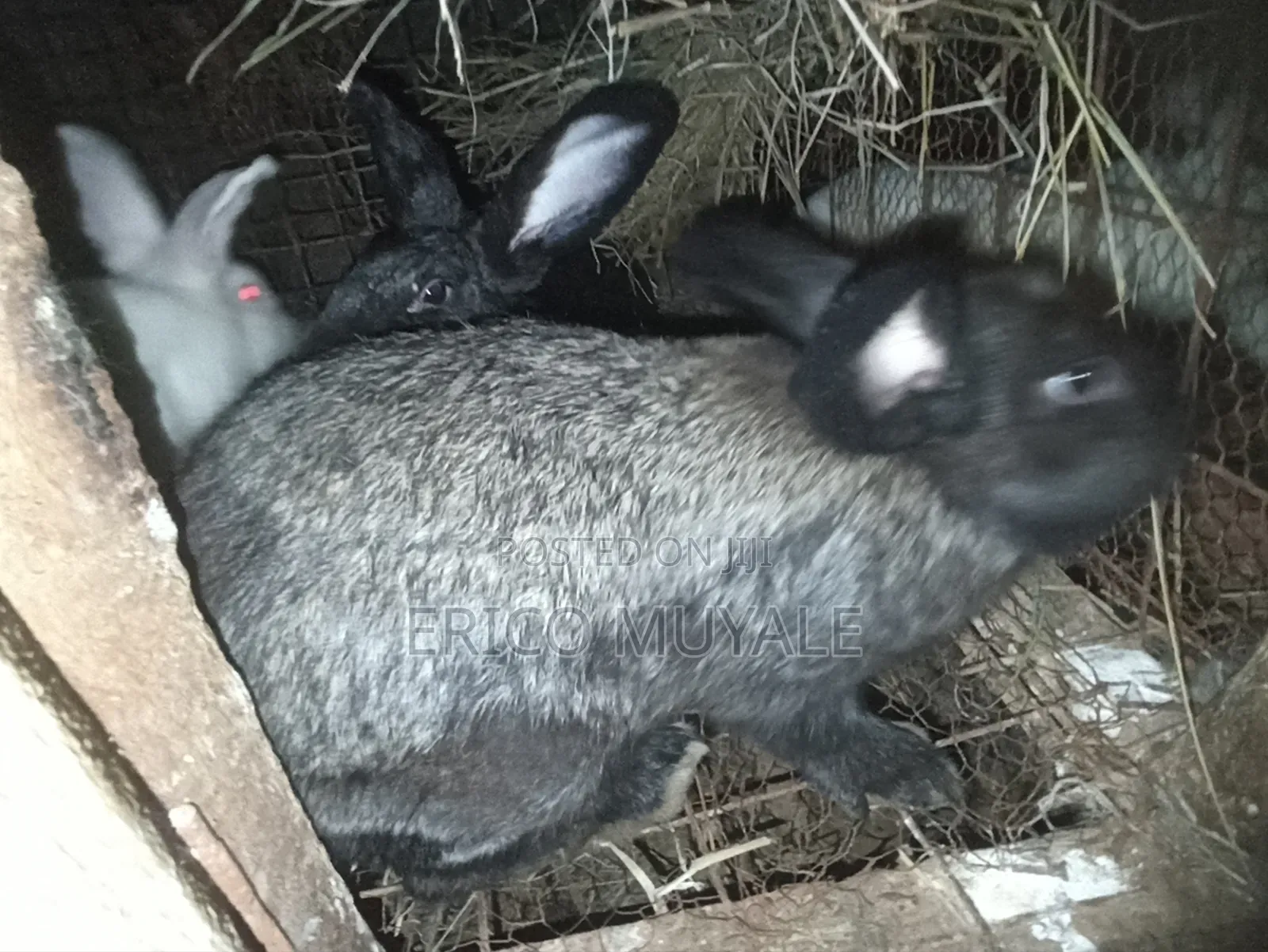 Rabbit Farming