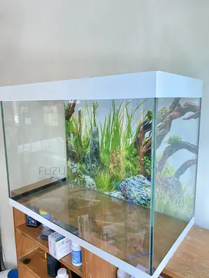 Low-Maintenance Aquarium – Big Visual Impact