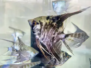 Graceful Angelfish – Beauty in Every Glide
