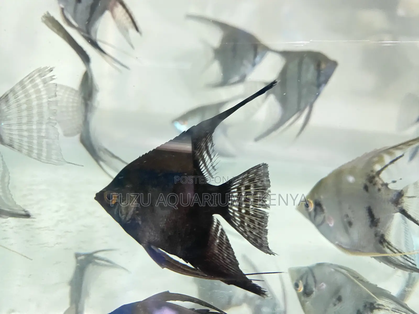 Stunning Angelfish for Sale – Limited Stock