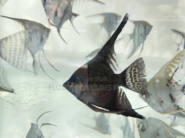 Angelfish With Flowing Fins – Mesmerizing Motion