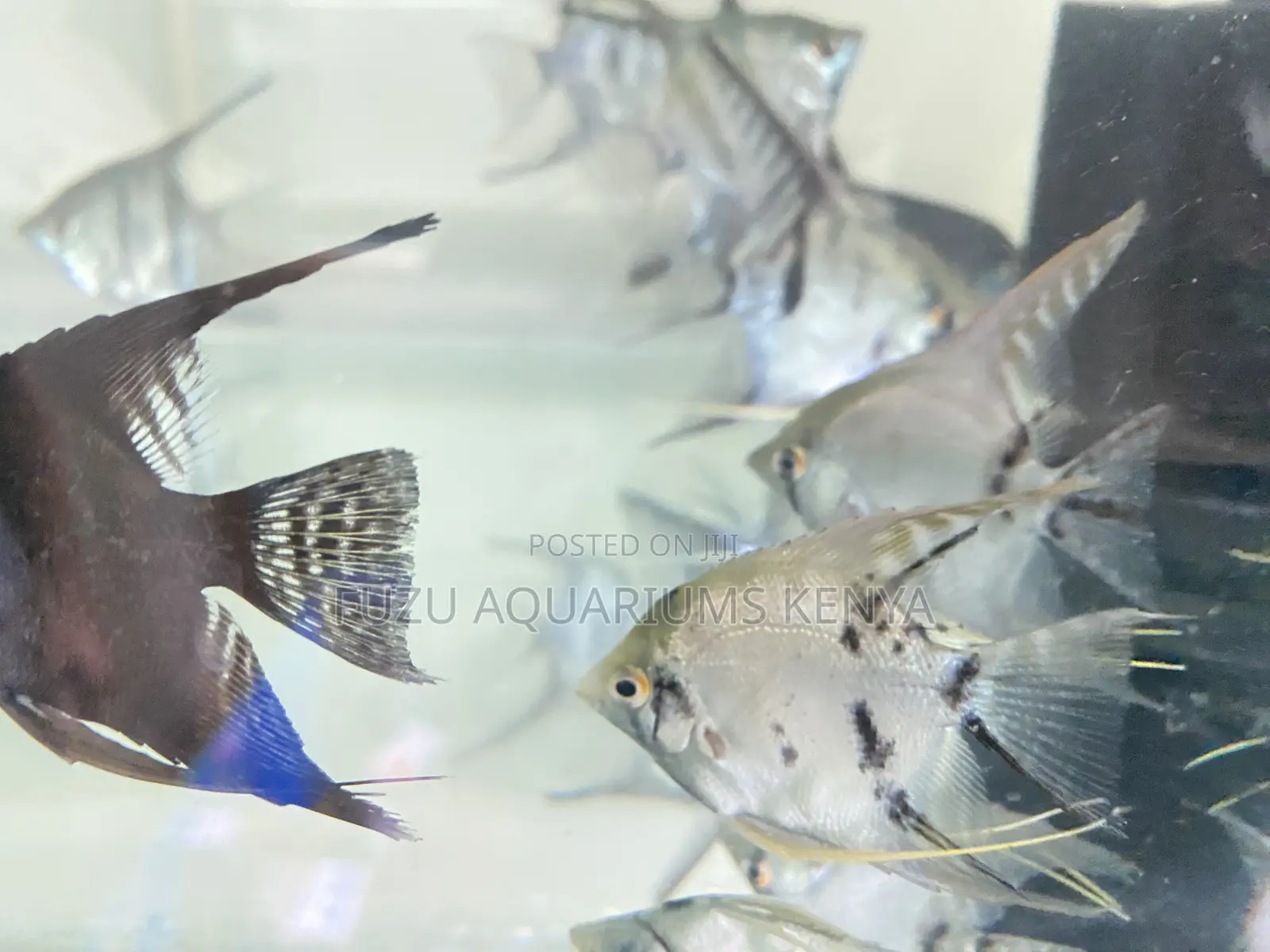 Peaceful Angelfish – Perfect for Community Tanks