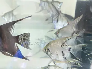 Peaceful Angelfish – Perfect for Community Tanks