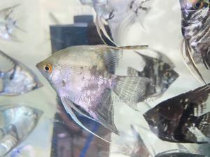 Healthy Angelfish – Handpicked for Quality - thumbnail 2