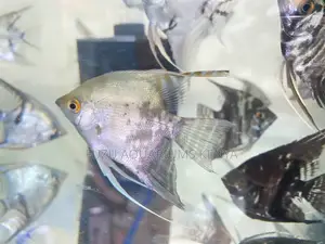 Healthy Angelfish – Handpicked for Quality