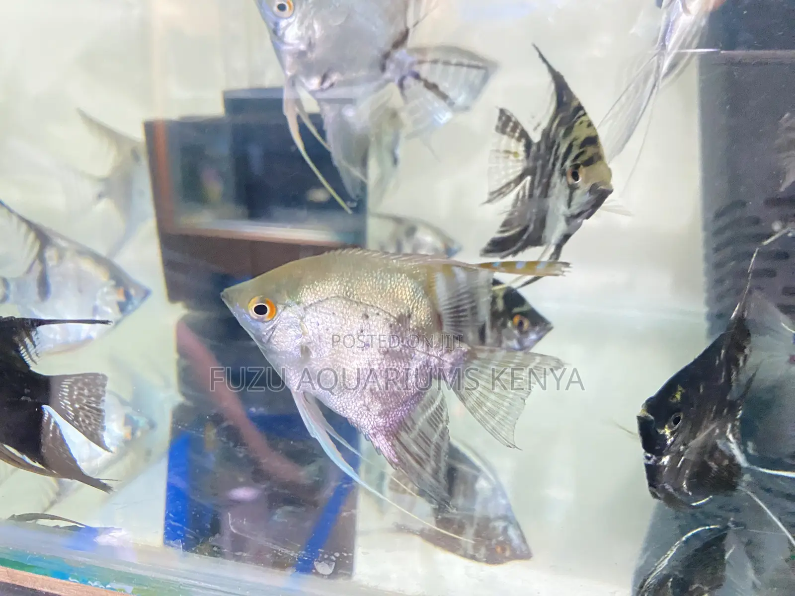 Tropical Angelfish – Great for Aquascaping