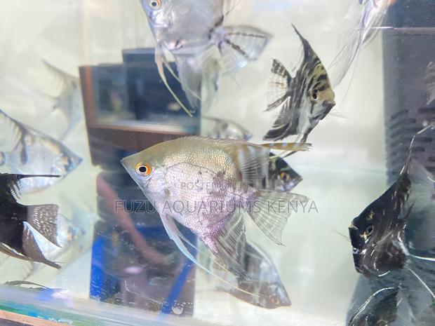 Tropical Angelfish – Great for Aquascaping - main view